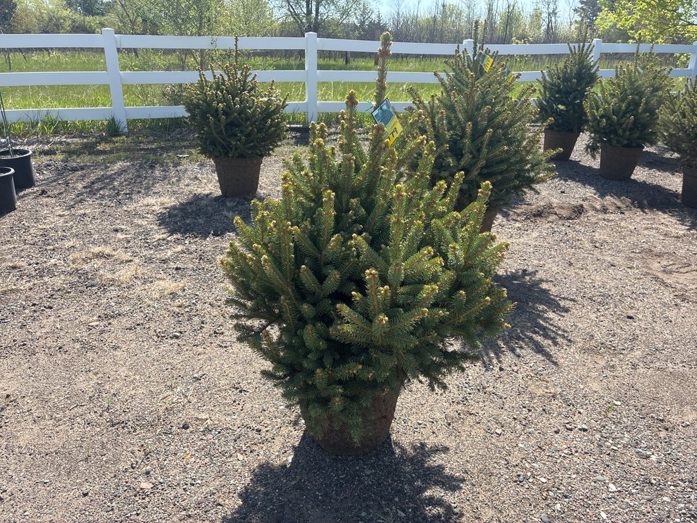 1- Meyer Spruce