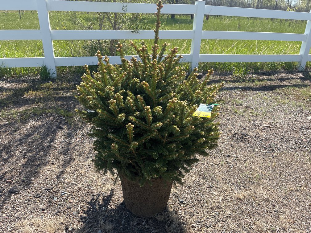 1- Meyer Spruce