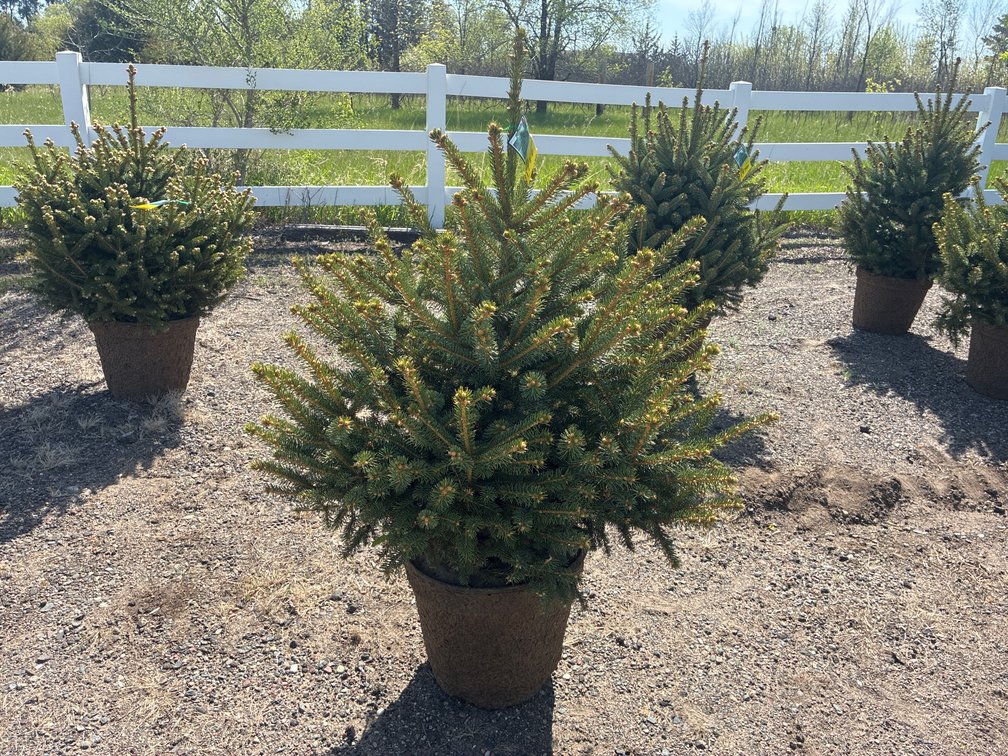 1- Meyer Spruce