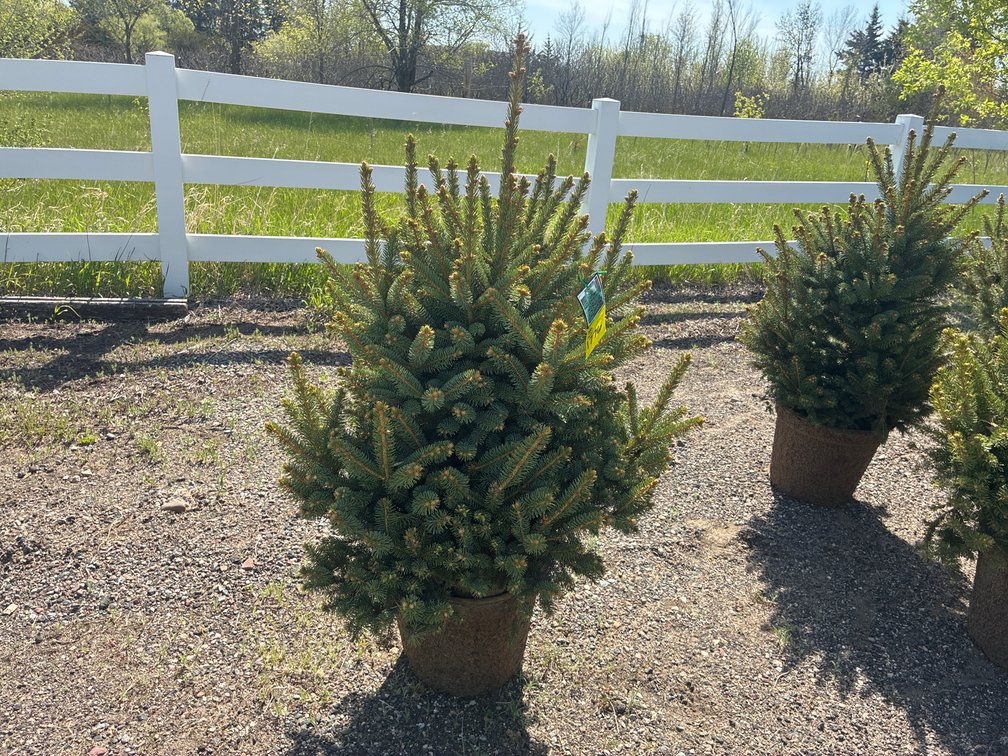 1- Meyer Spruce