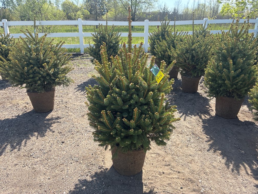 1- Meyer Spruce