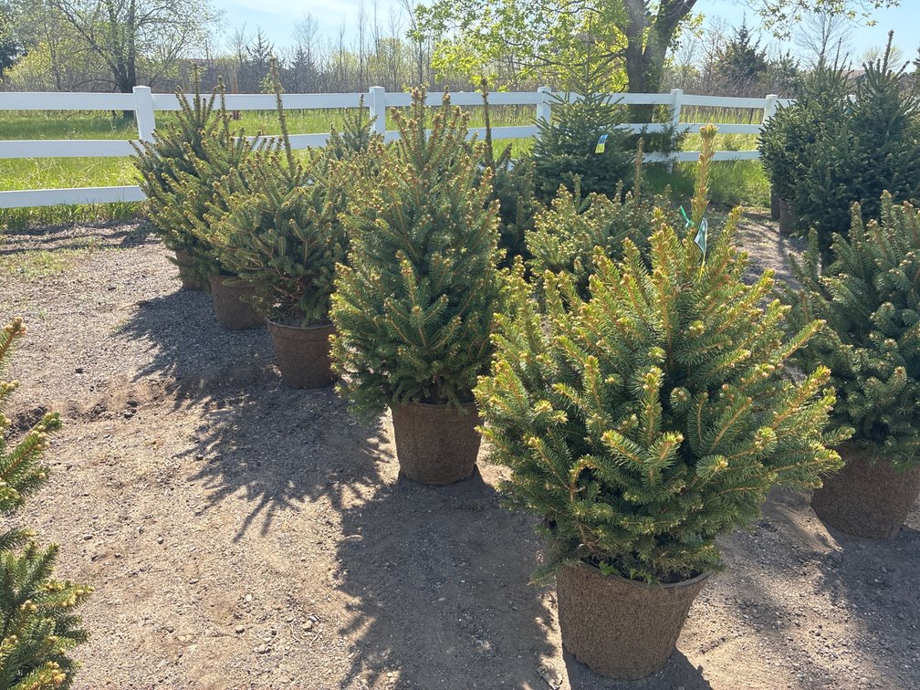 5- Meyer Spruce