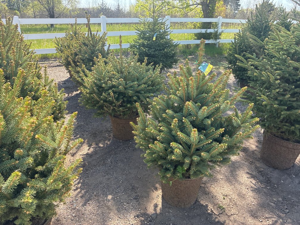 5- Meyer Spruce