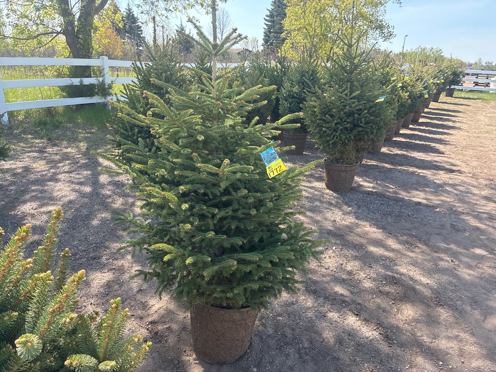 1- Black Hills Spruce