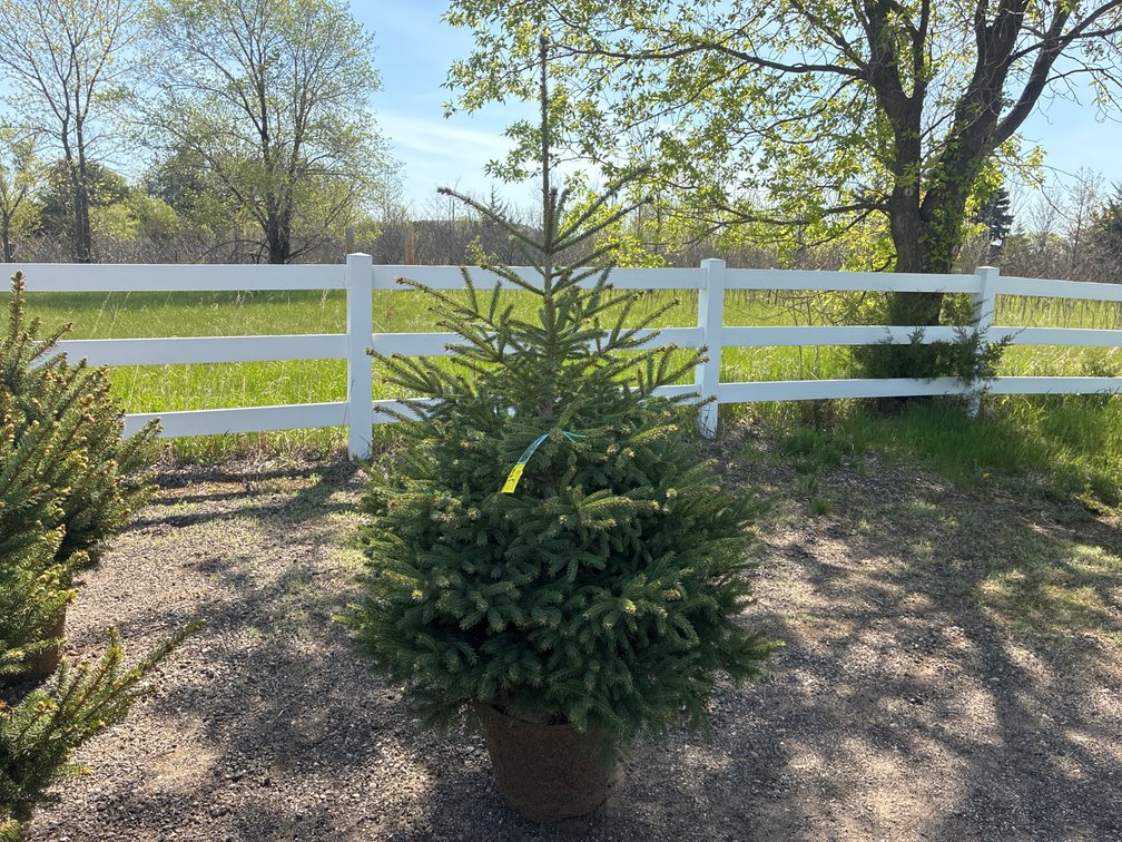 1- Black Hills Spruce