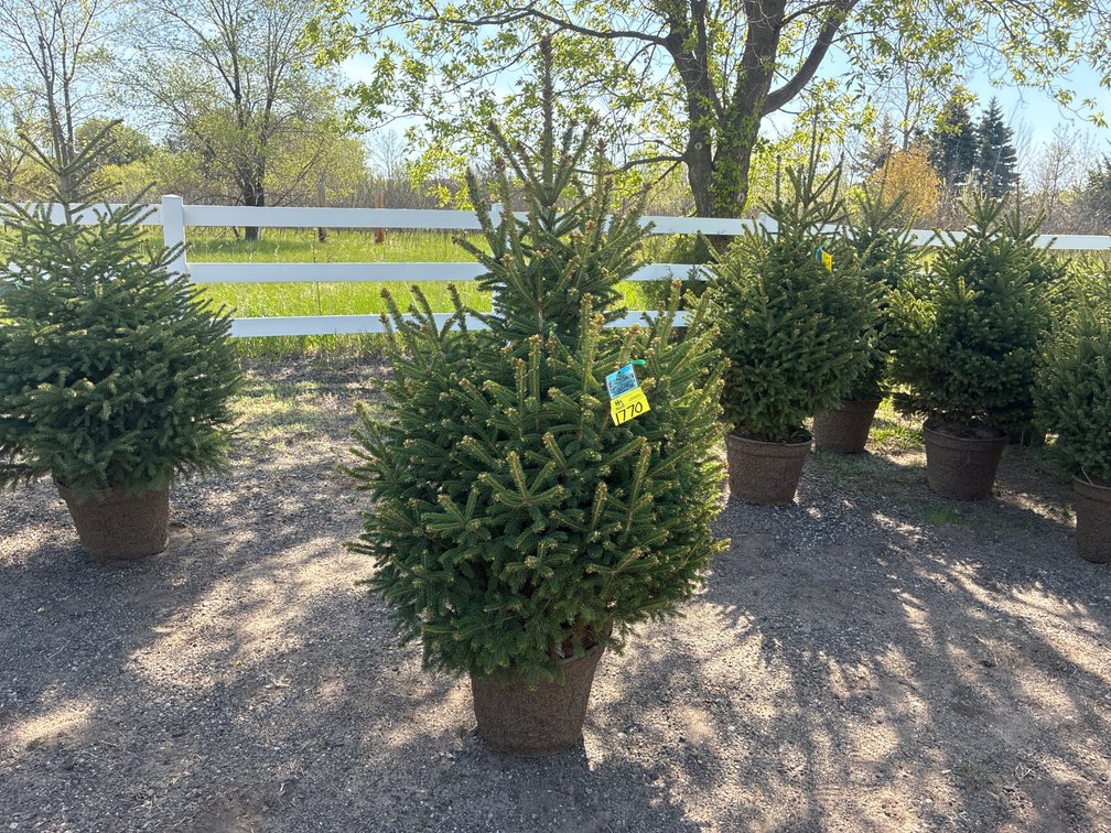 1- Black Hills Spruce
