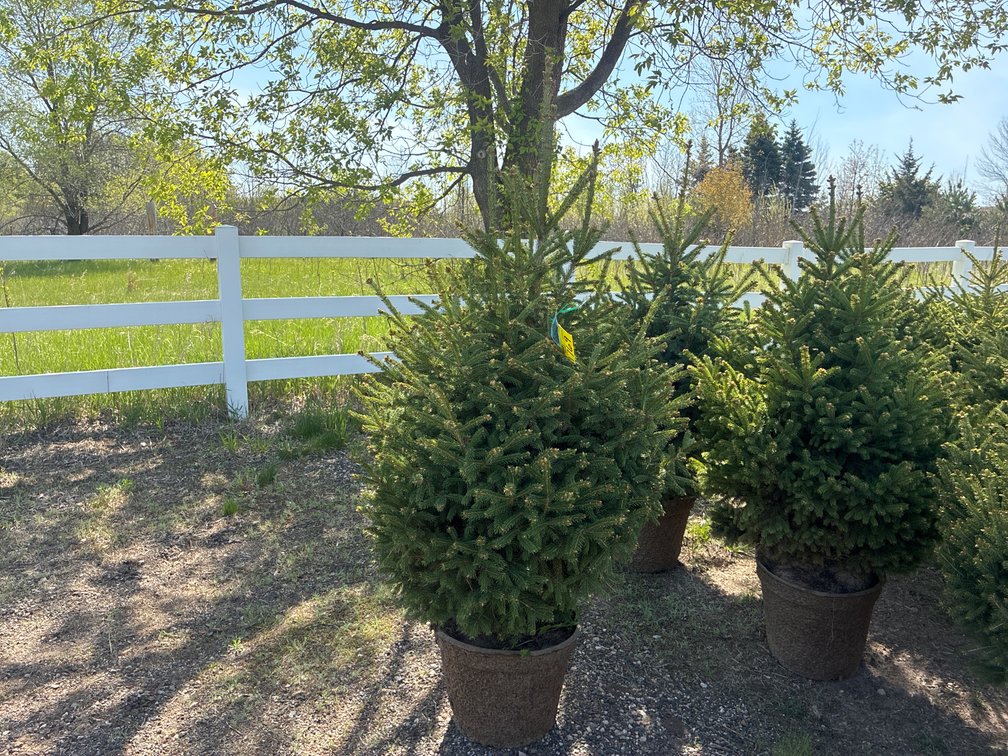 1- Black Hills Spruce
