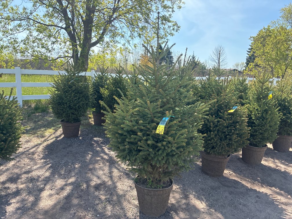 1- Black Hills Spruce