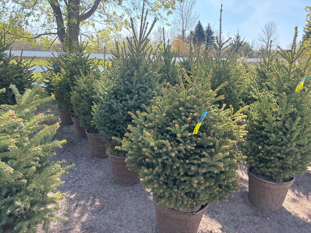 5- Black Hills Spruce