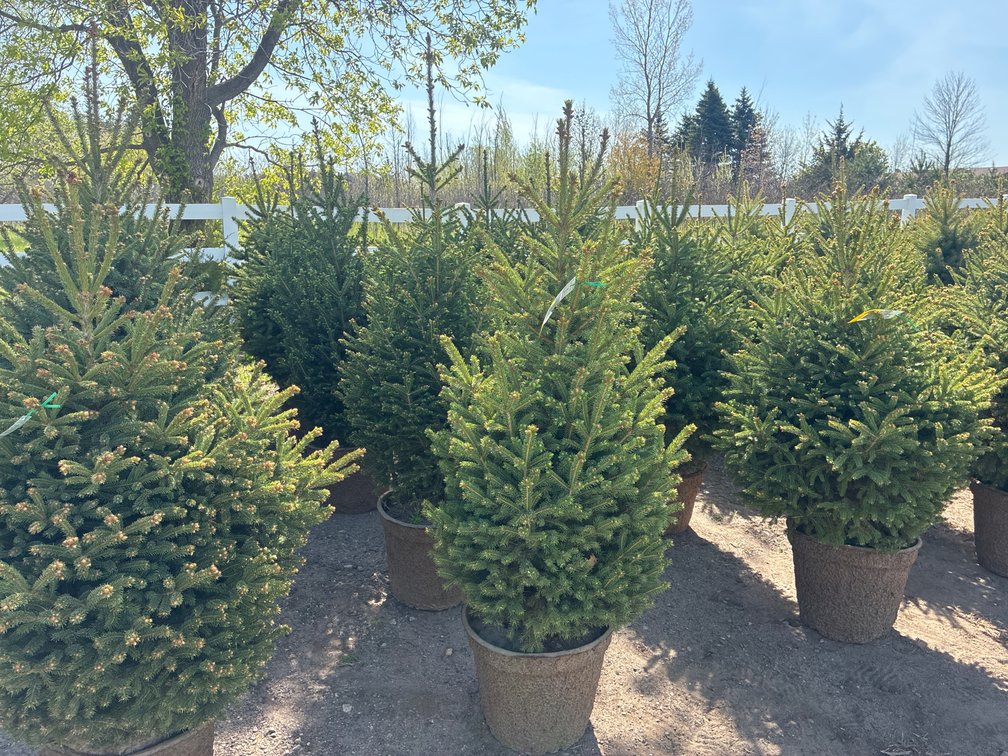 5- Black Hills Spruce