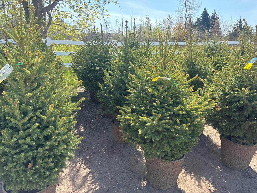 5- Black Hills Spruce