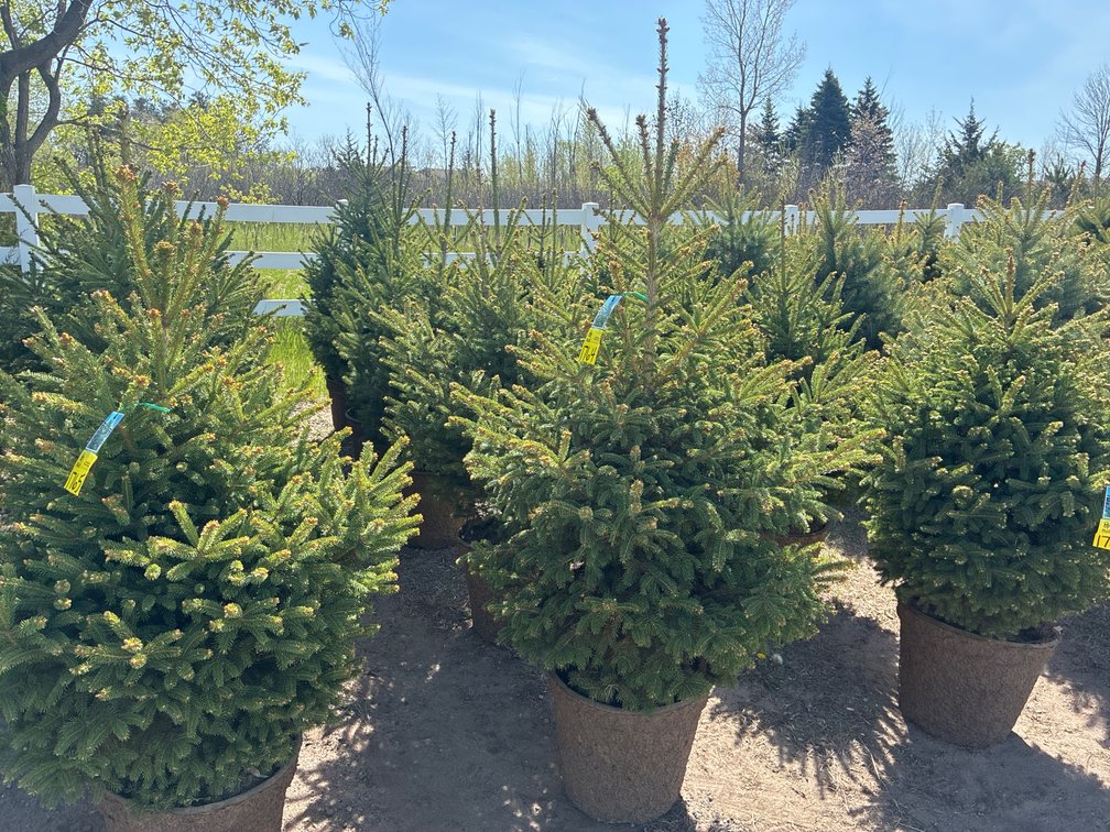 5- Black Hills Spruce