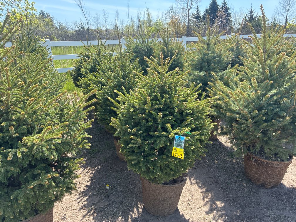 5- Black Hills Spruce