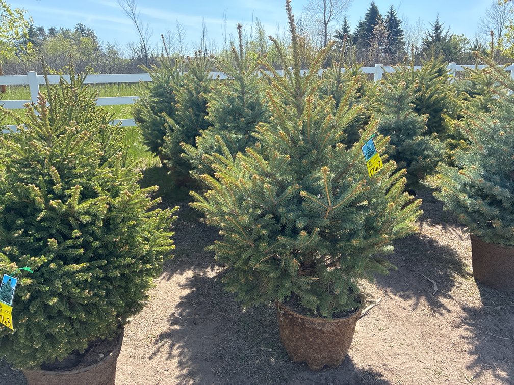 5- Colorado Blue Spruce