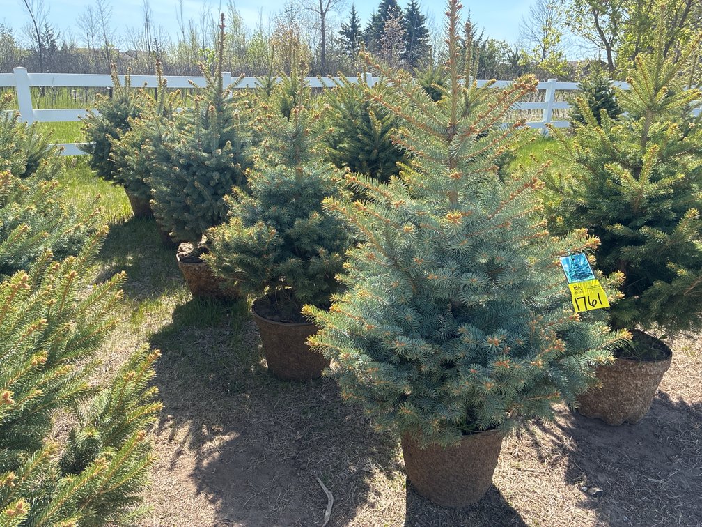 5- Colorado Blue Spruce