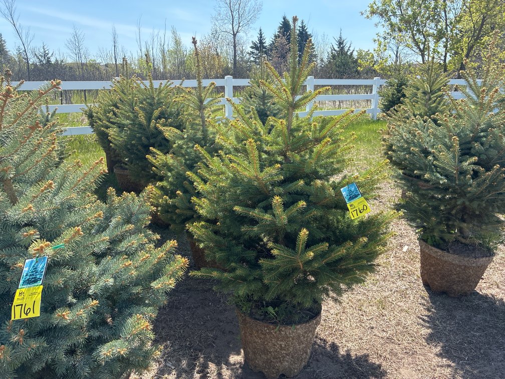 5- Colorado Blue Spruce