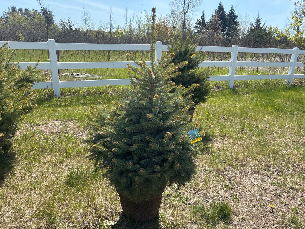 1- Colorado Blue Hills Spruce