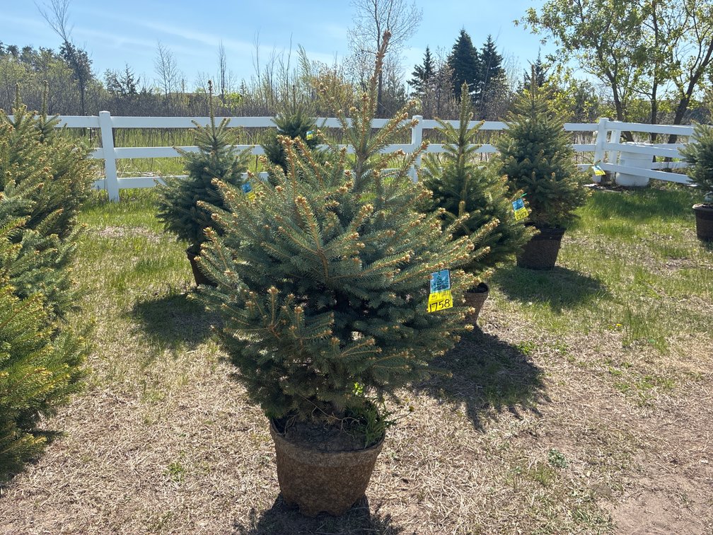 1- Colorado Blue Hills Spruce