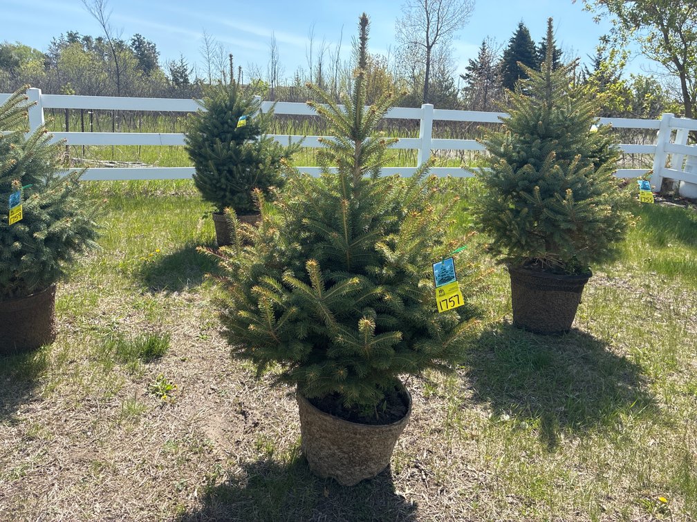 1- Colorado Blue Hills Spruce