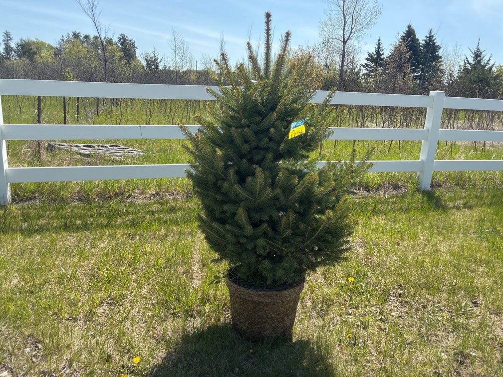 1- Colorado Blue Hills Spruce