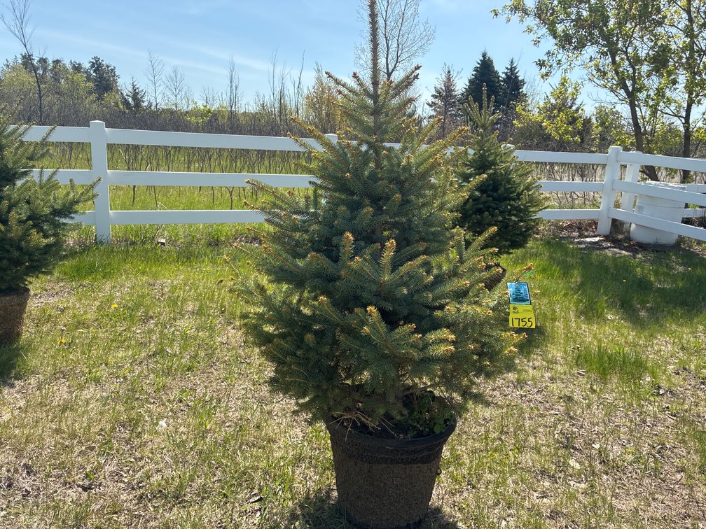 1- Colorado Blue Hills Spruce