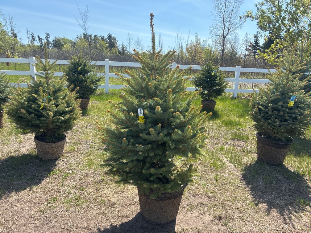 1- Colorado Blue Hills Spruce