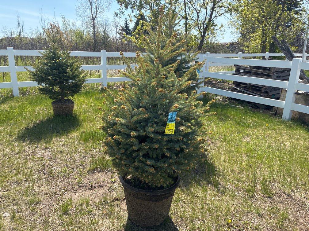 1- Colorado Blue Hills Spruce