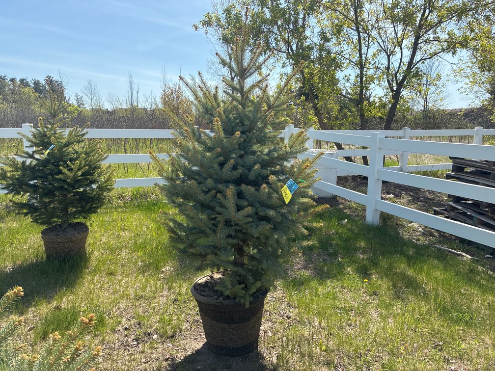 1- Colorado Blue Hills Spruce