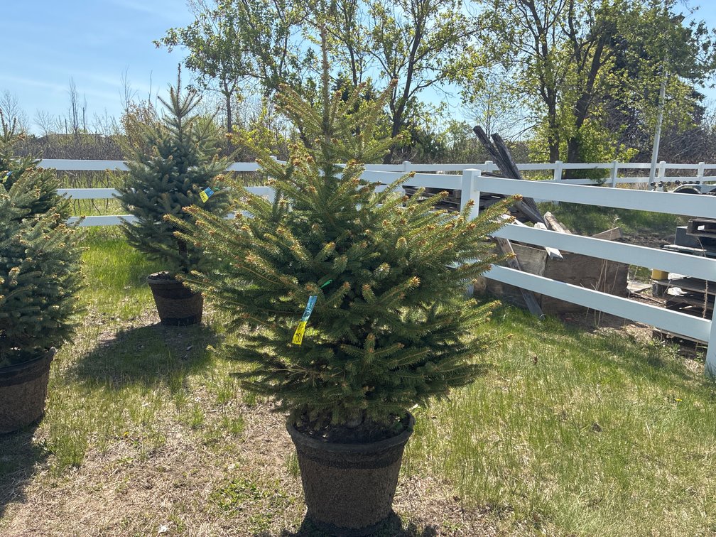 1- Colorado Blue Hills Spruce