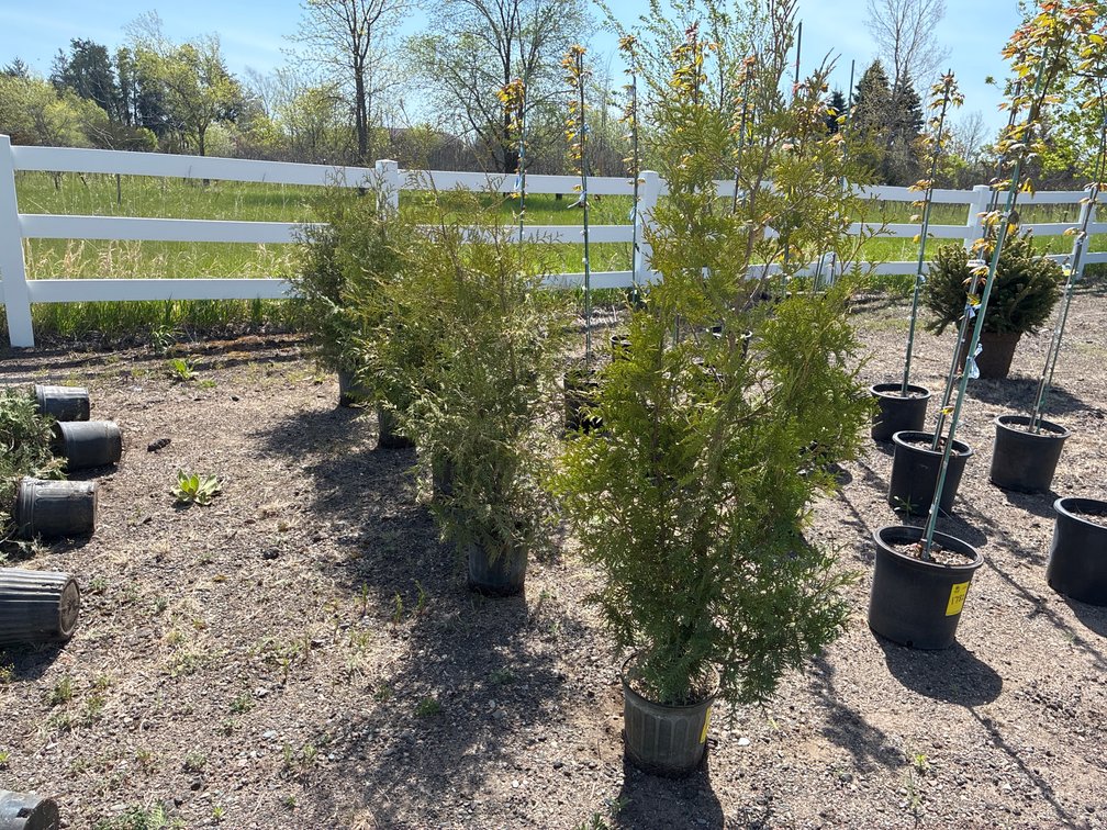 5- Northern White Cedar
