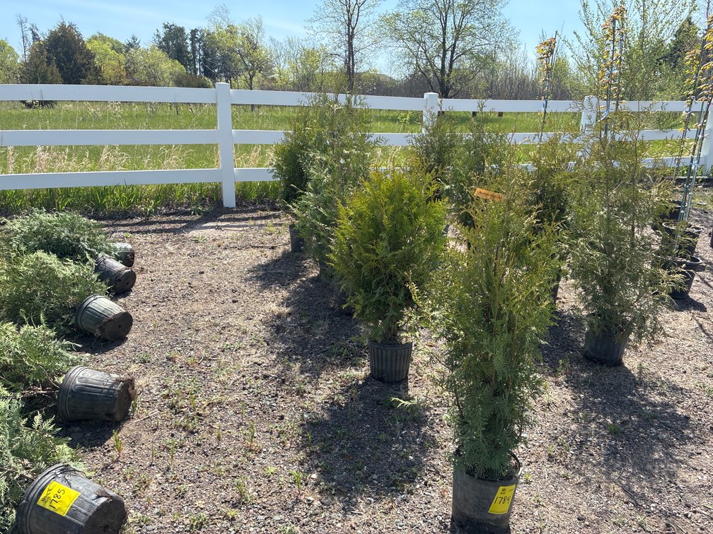 5- Northern White Cedar