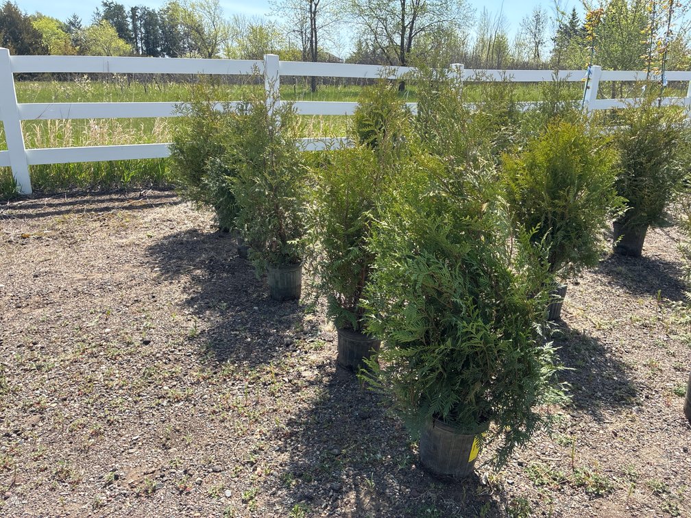 5- Northern White Cedar