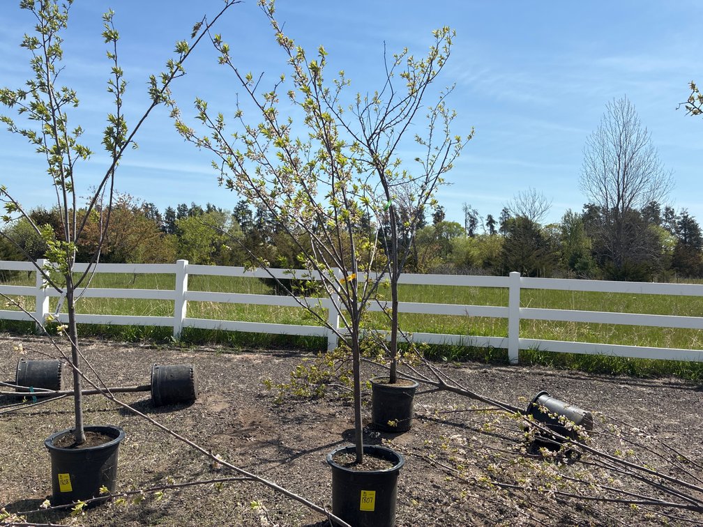 1- Waneta Plum, 1- Alderman plum