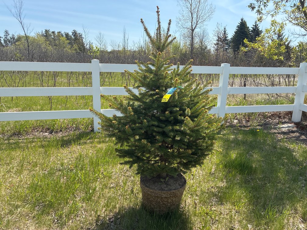 1- Colorado Blue Hills Spruce