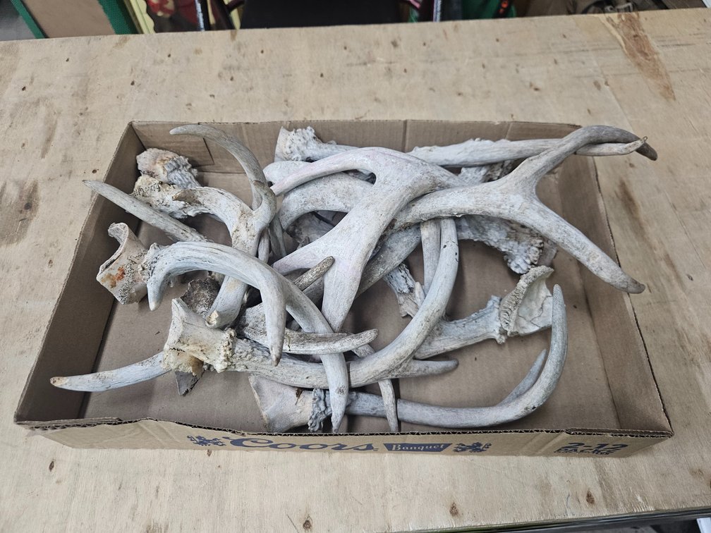 Box of antlers
