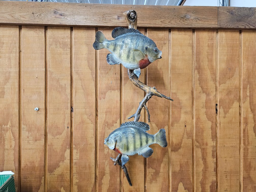 Wall Hanging Fish Mount