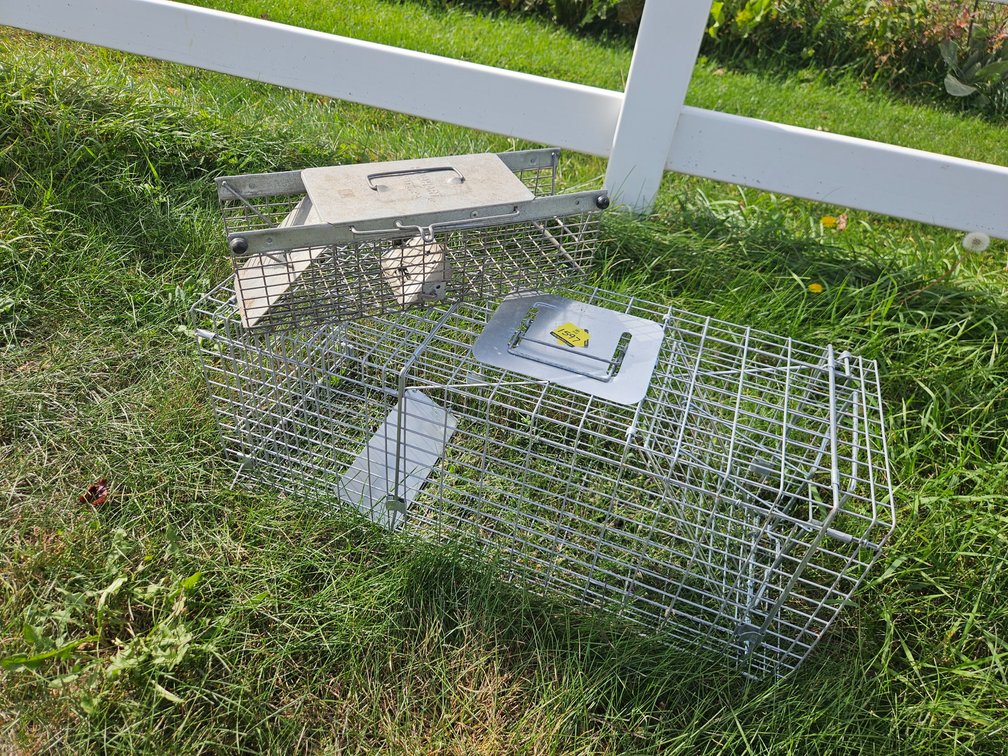 1 Small, 1 Large Live Traps