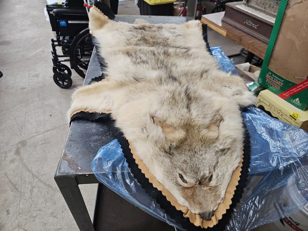 Coyote Pelt rug/ Wall Hanging
