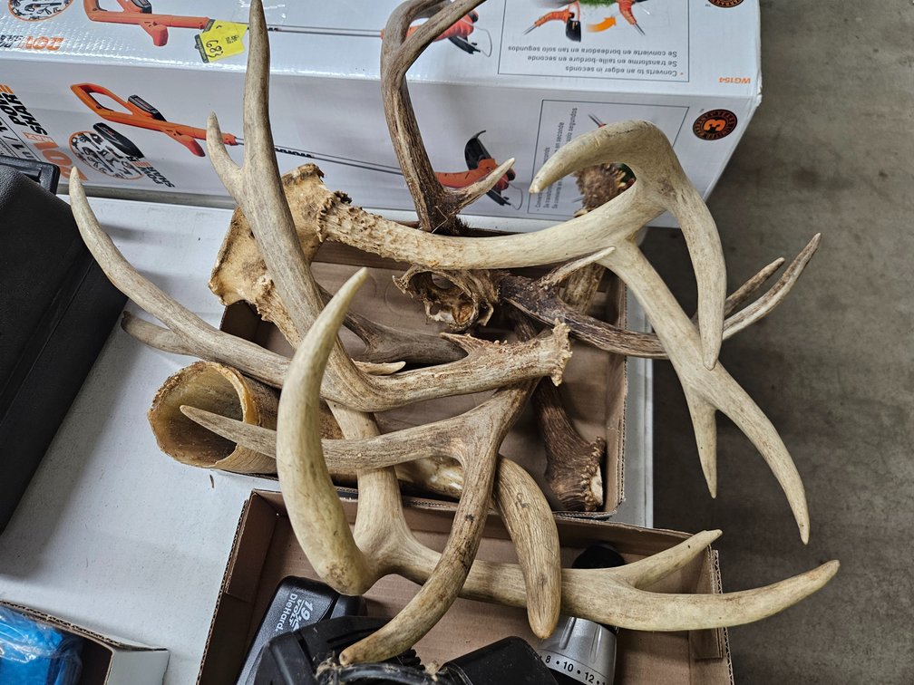 2 Skull cap antlers, 3 antlers, tusk