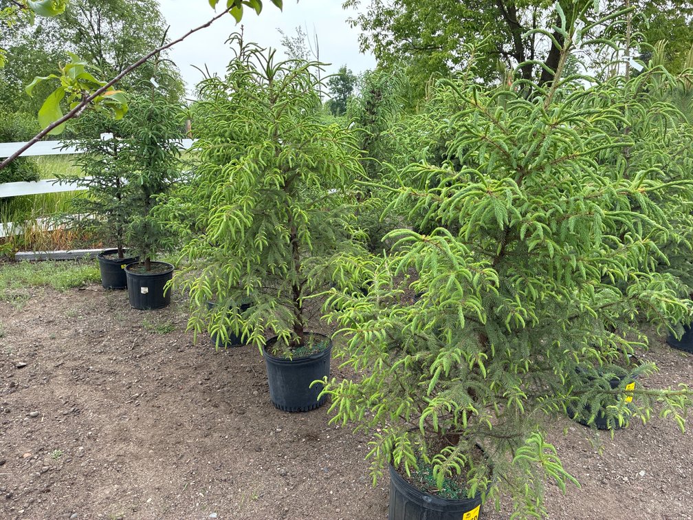 5 Black Spruce