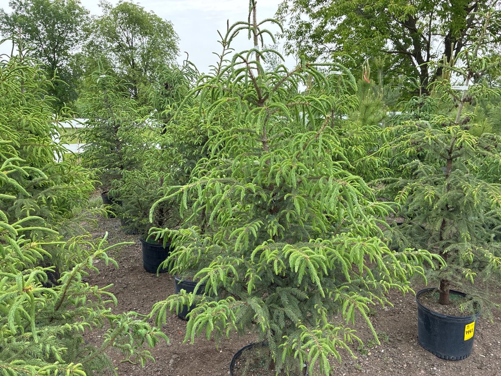 5 Black Spruce