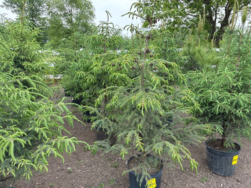 5 Black Spruce