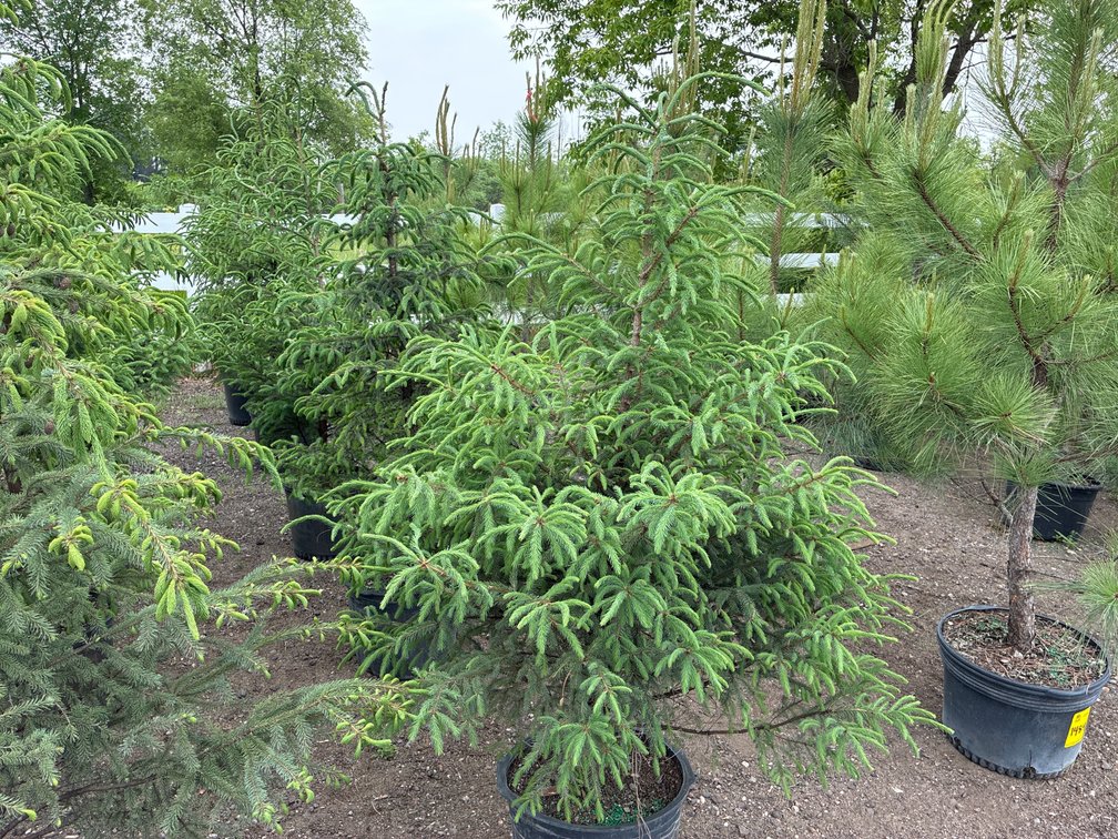 5 Black Spruce