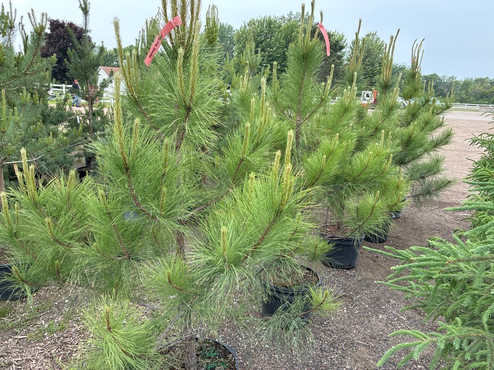 5 Norway Red Pine