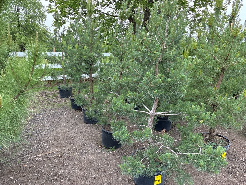 5 Scotch Pine
