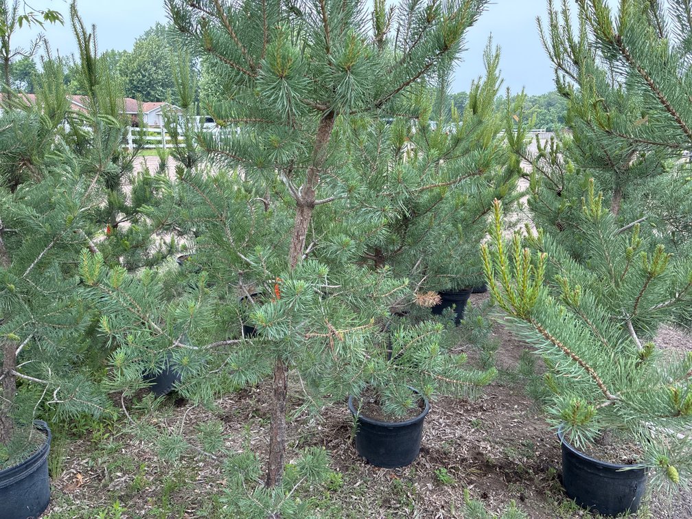 5 Scotch Pine