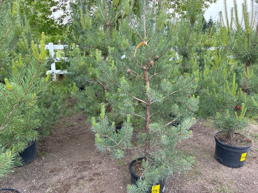 5 Scotch Pine