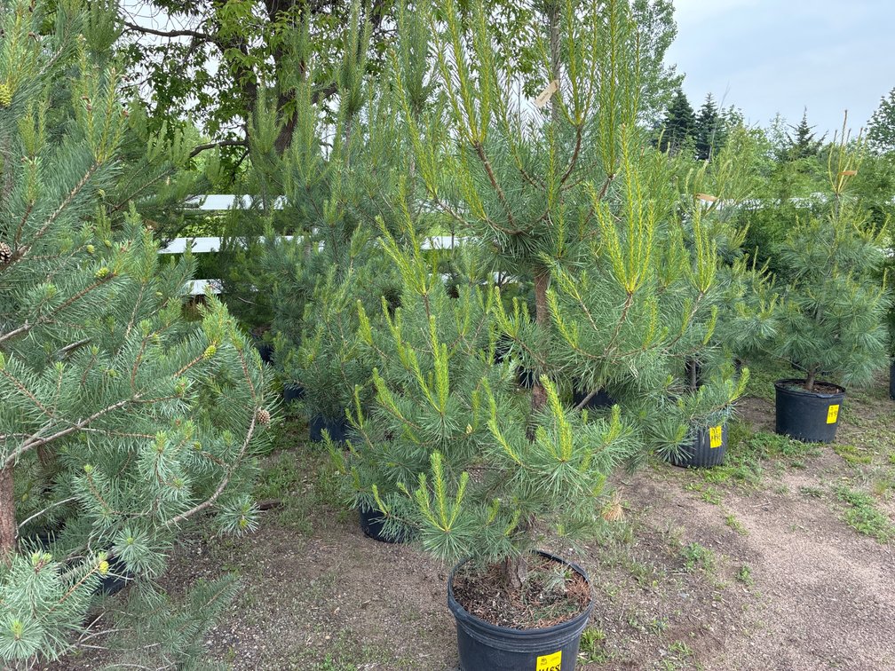 5 Scotch Pine