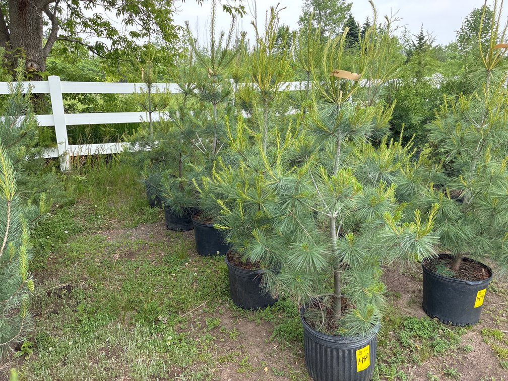 5 Wite Pine