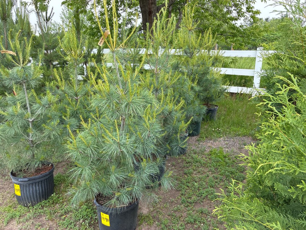 5 White Pine
